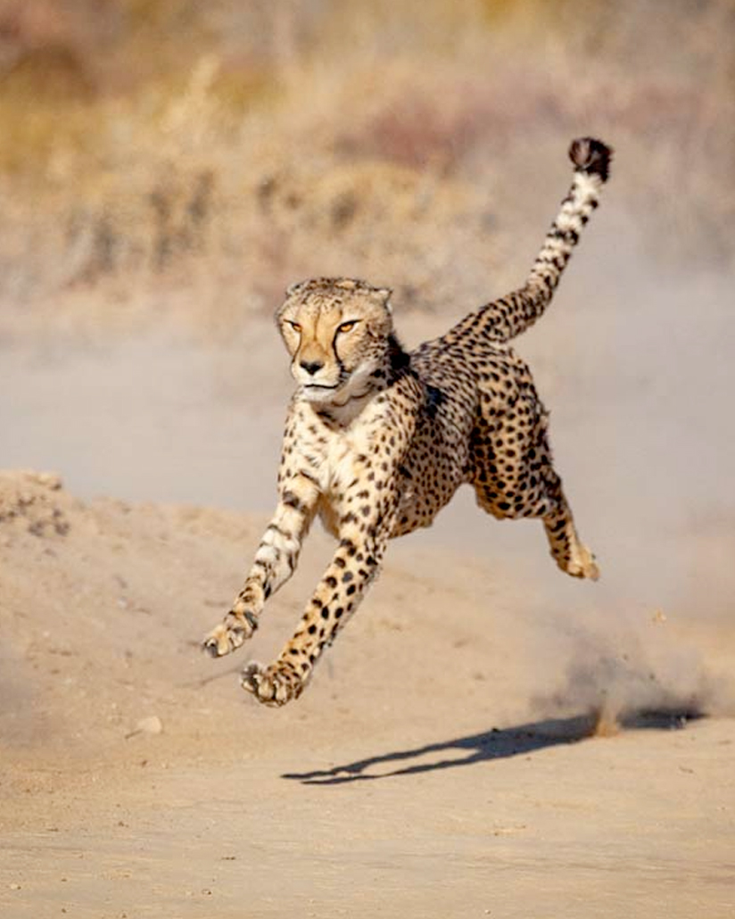 cheetah-kuganha